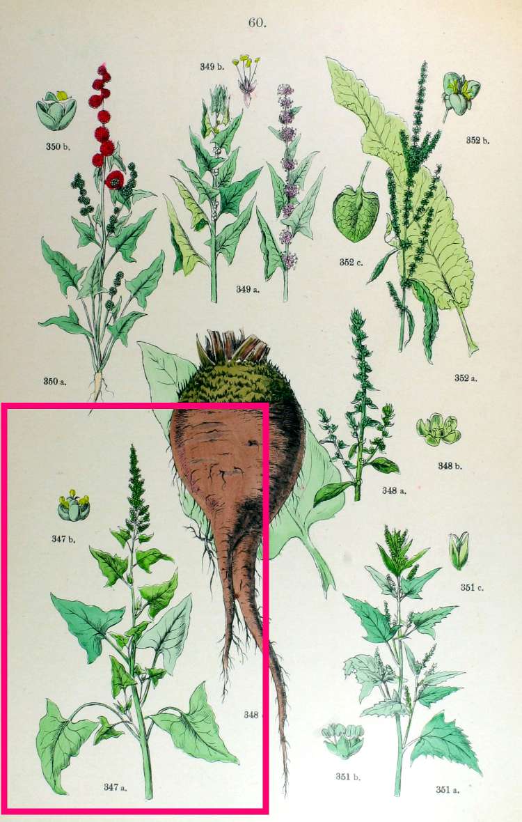 Chenopodium bonus-henricus L.