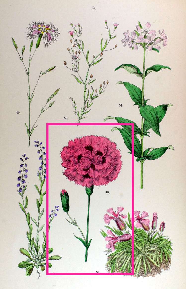Dianthus plumarius L.