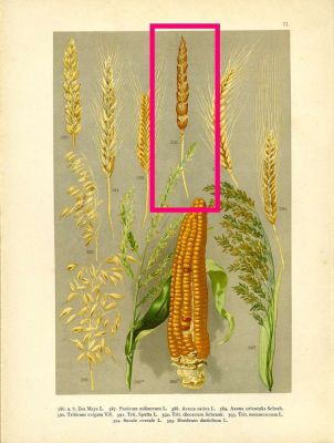 Triticum spelta -