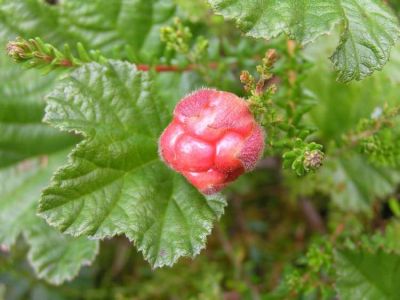 Rubus chamaemorus - North America