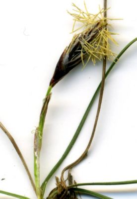 Carex humilis - 