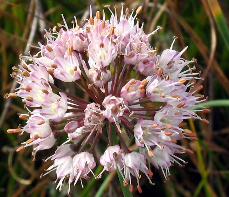 Allium suaveolens Jacq.