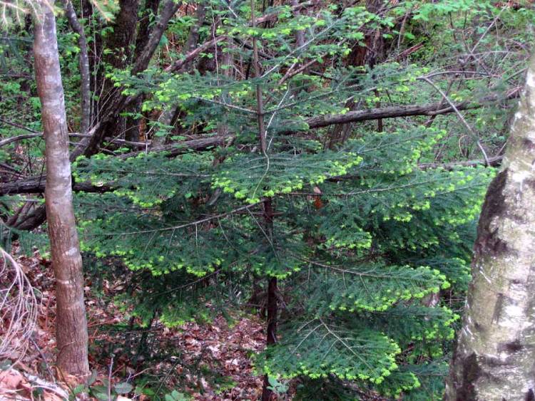 Abies alba Mill.