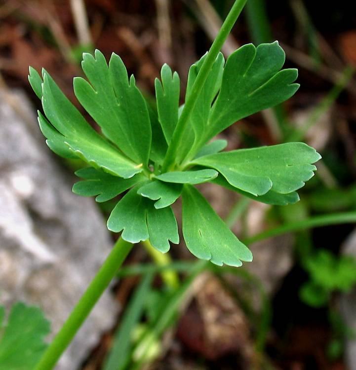 Callianthemum coriandrifolium Rchb.