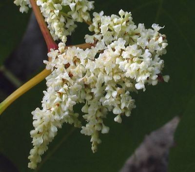 Fallopia japonica