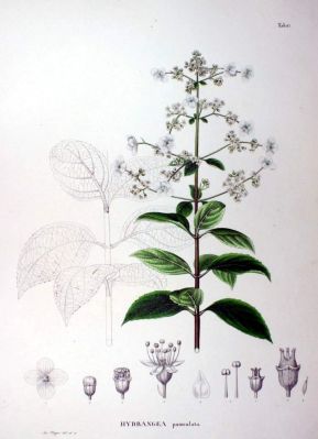 Hydrangea paniculata Siebold 