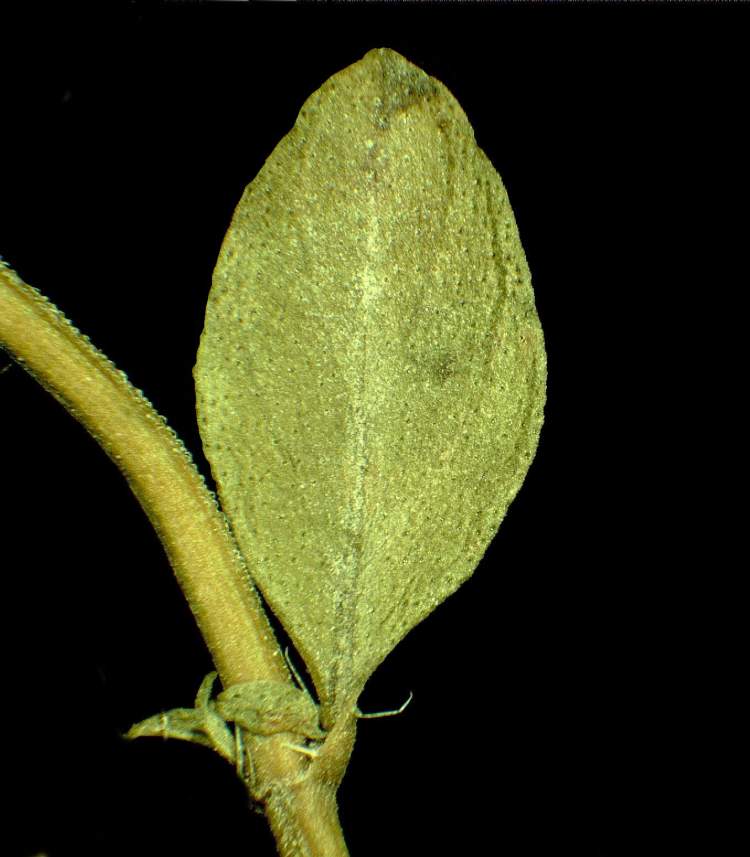 Clinopodium thymifolium (Scop.) Kuntze