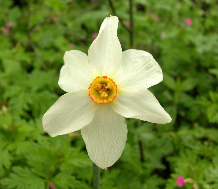 Narcissus radiiflorus Narcissus radiiflorus