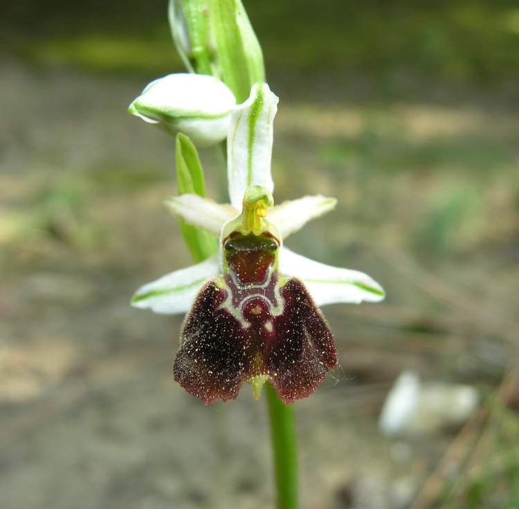 Ophrys exaltata Ten.