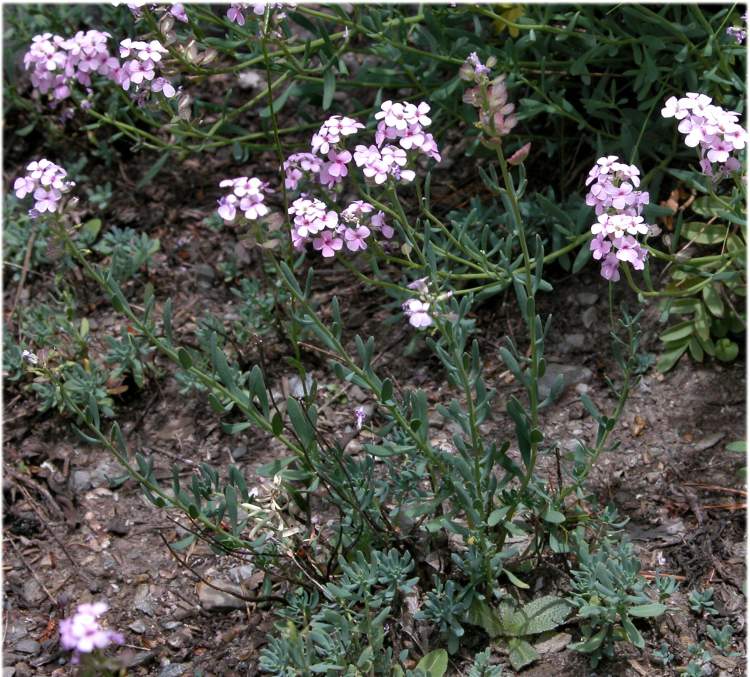 Aethionema grandiflorum,
Persian Stone Cress,
Persian stonecress Aethionema grandiflorum,
Persian Stone Cress,
Persian stonecress
