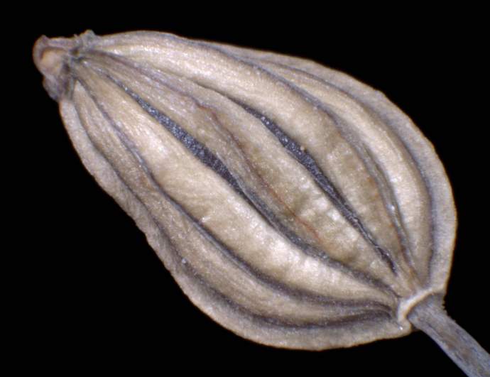 Aethusa cynapium L. subsp. cynapium