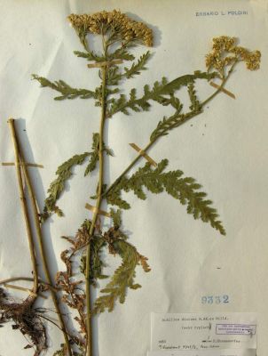 Achillea distans subsp. distans - 