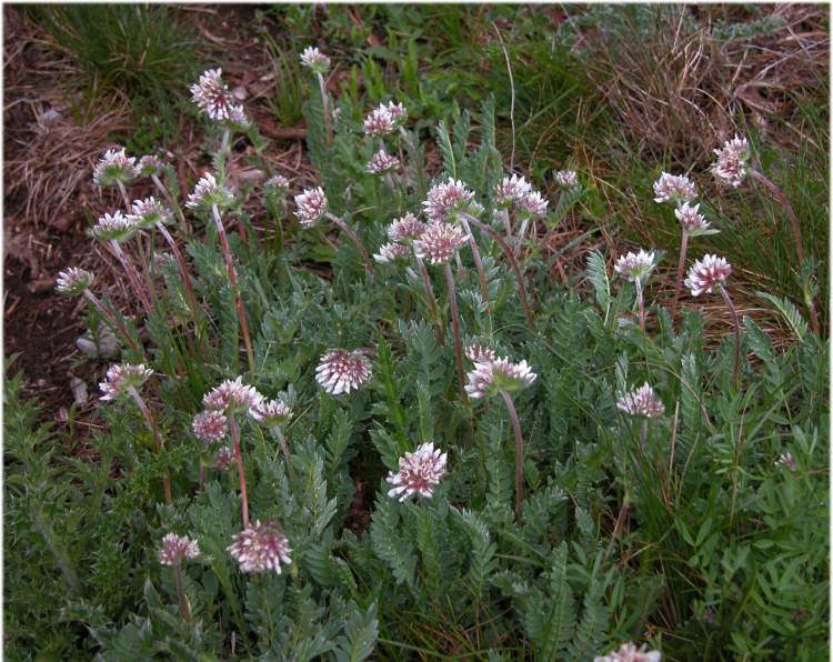 Anthyllis montana subsp. jacquinii Anthyllis montana subsp. jacquinii