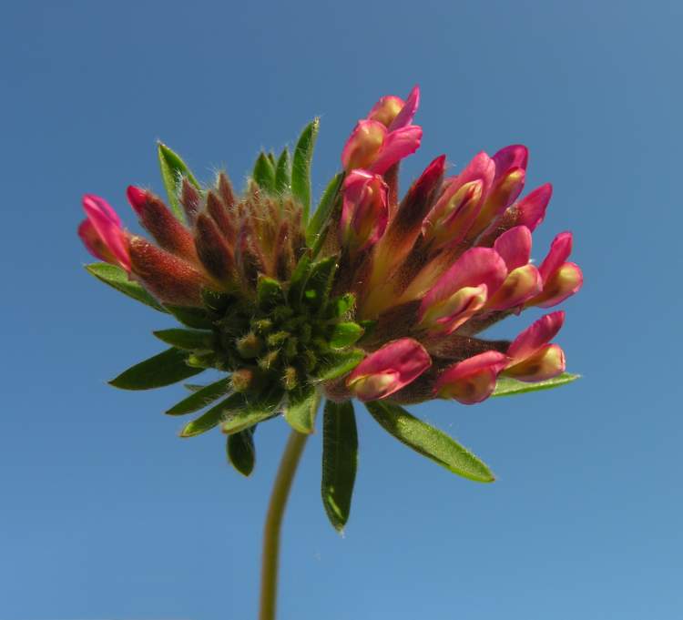 Anthyllis vulneraria subsp. maura Anthyllis vulneraria subsp. maura