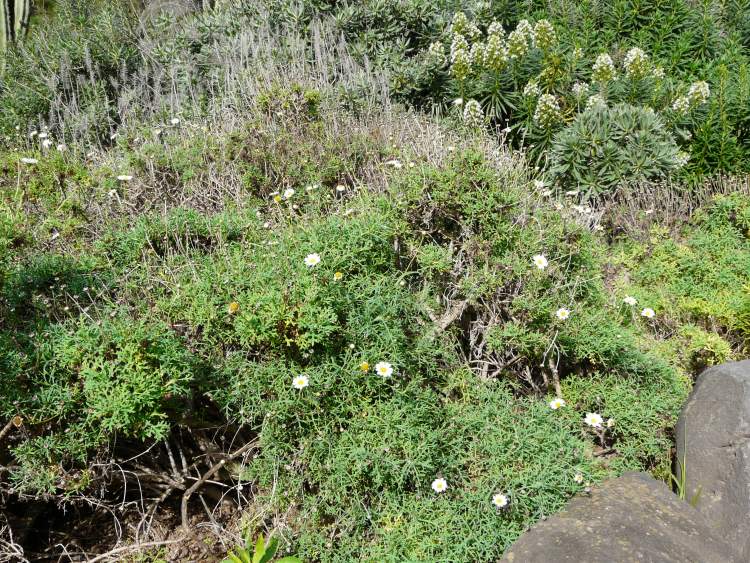 Argyranthemum frutescens (L.) Sch. Bip. Marguerite