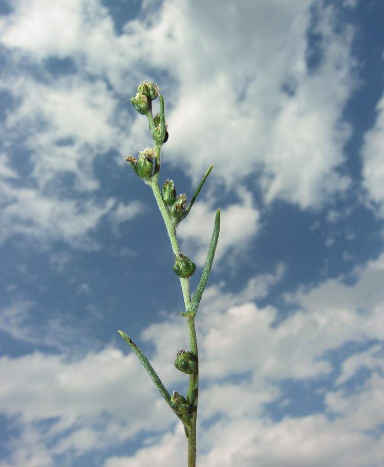 Artemisia campestris subsp. borealis (Pall.) H. M. Hall & Clem.