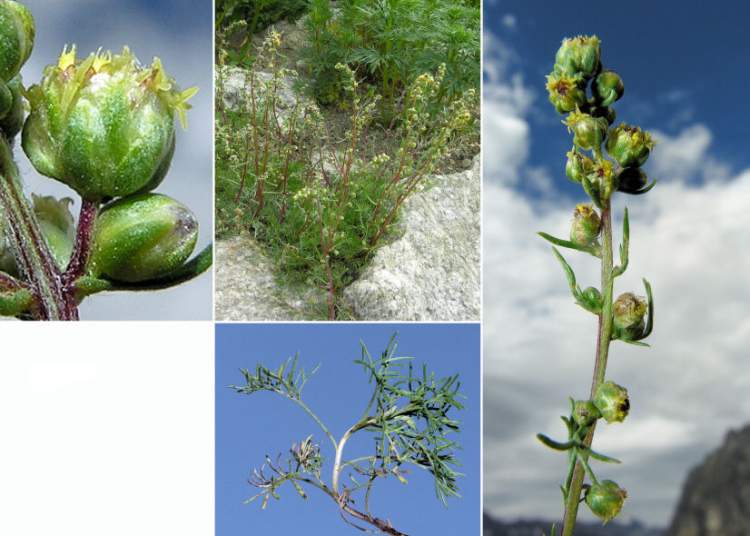 Artemisia campestris L. subsp. campestris