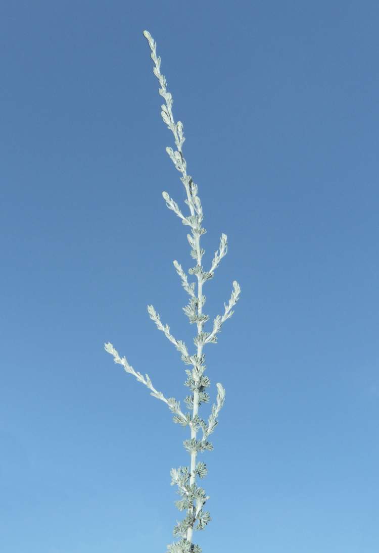 Artemisia scoparia Waldst. & Kit.