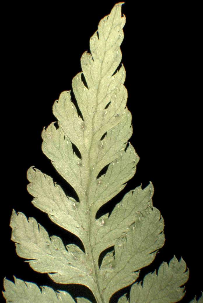 Pseudathyrium alpestre (Hoppe) Newman