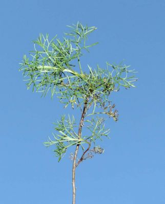 Artemisia campestris subsp. campestris