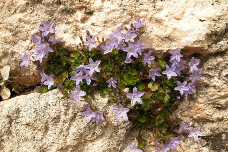 Campanula garganica Ten.