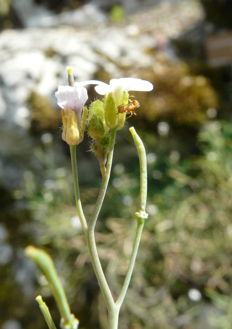 Cardaminopsis petraea (L.) Hiitonen
