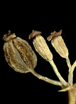 Bupleurum ranunculoides subsp. caricinum - 
