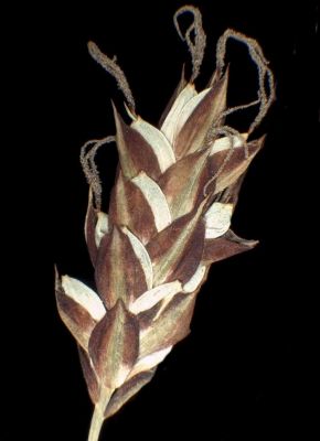 Carex limosa L.