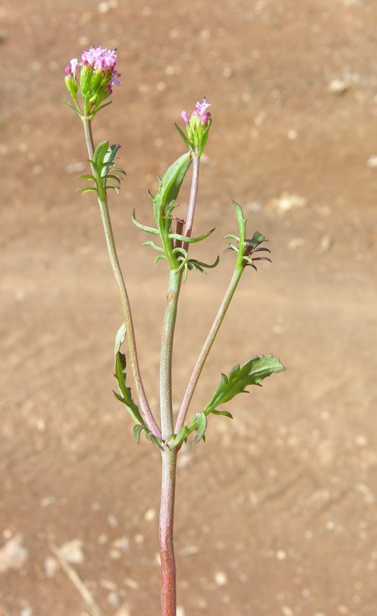 Centranthus calcitrapae (L.) Dufr.