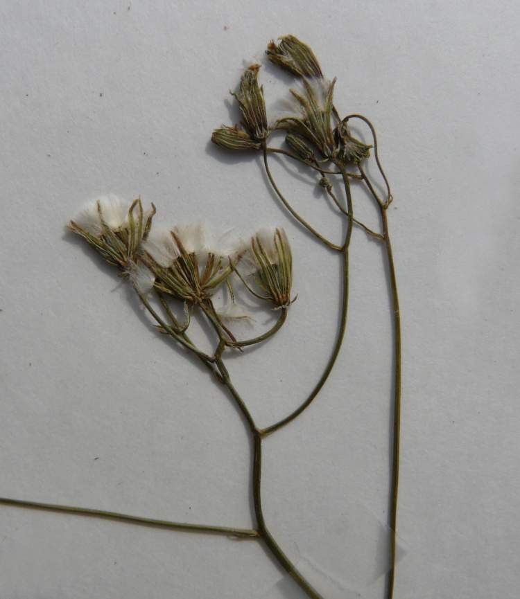 Crepis pulchra L.