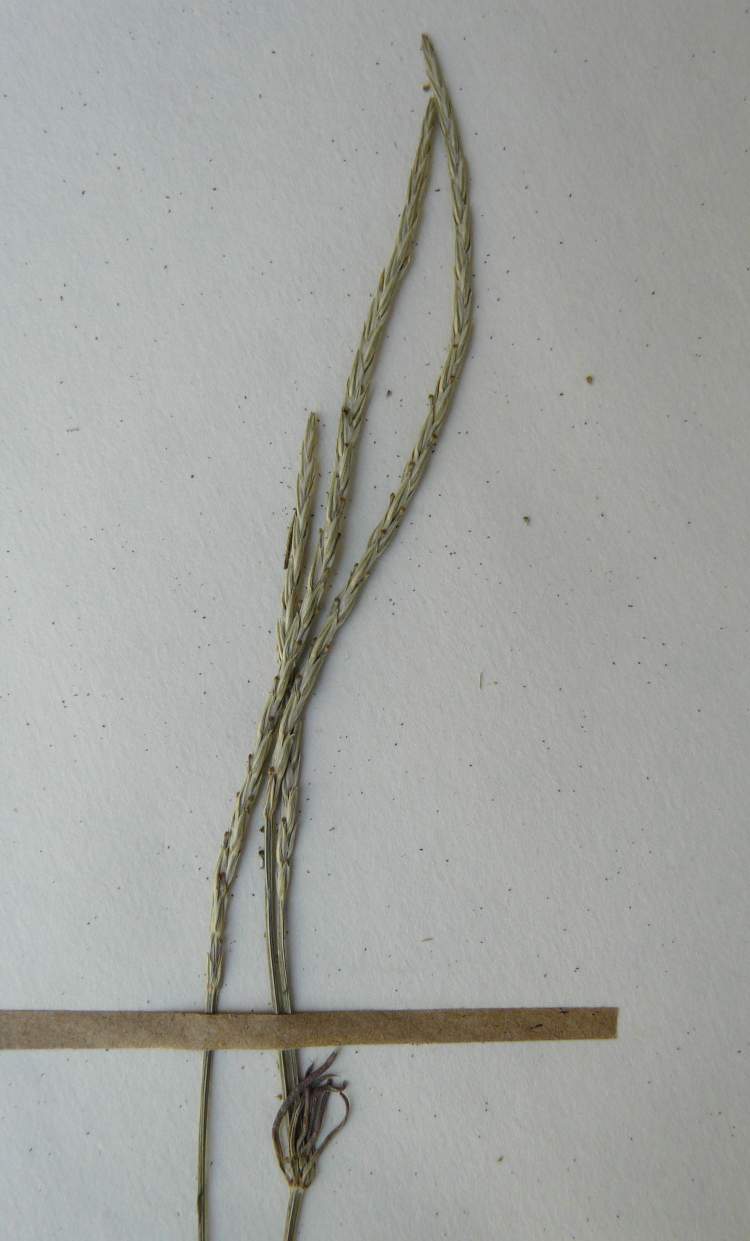 Crucianella latifolia L.