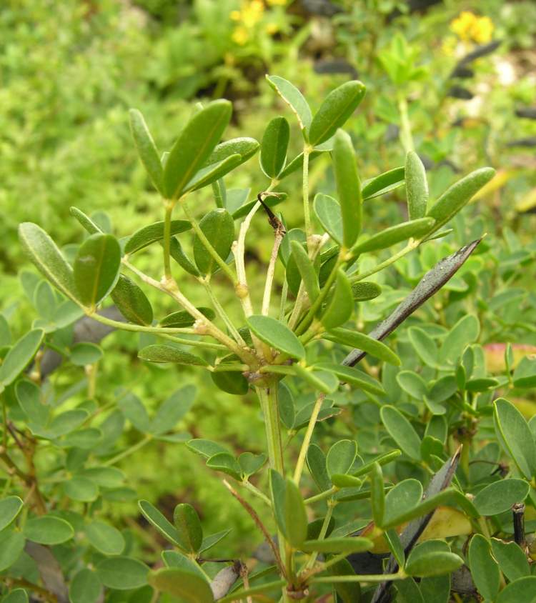Cytisus emeriflorus Rchb.