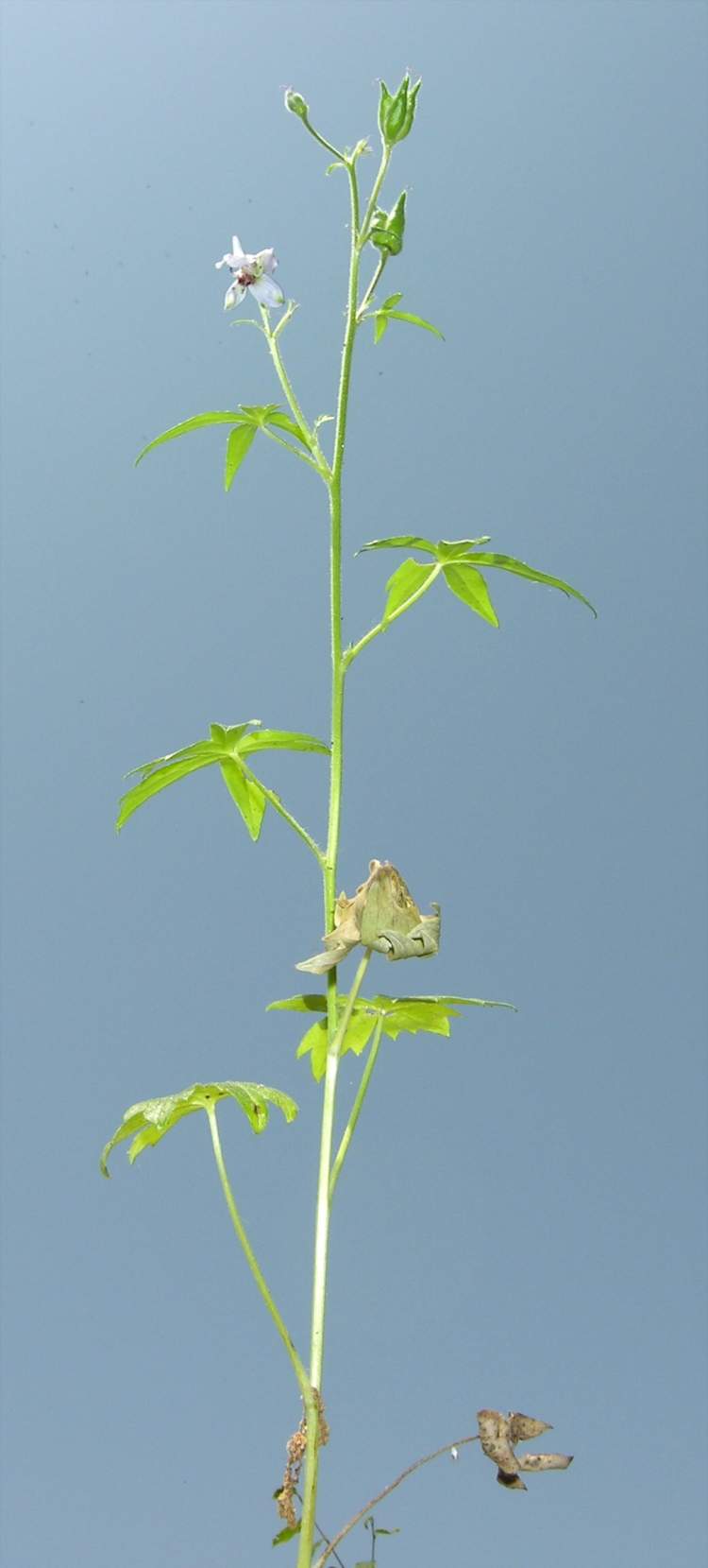 Delphinium staphysagria L.