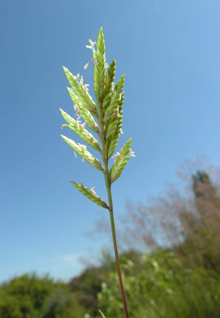 Desmazeria sicula,
Logliarello siciliano,
Sicilian Fescue Desmazeria sicula,
Logliarello siciliano,
Sicilian Fescue