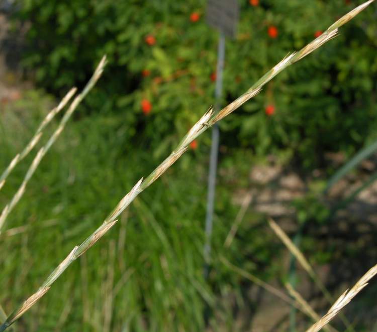 Elymus farctus (Viv.) Runemark ex Melderis subsp. farctus