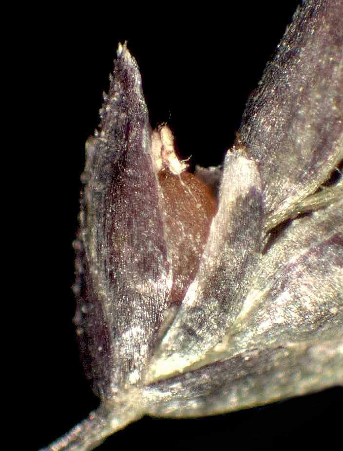 Eragrostis frankii Steud.