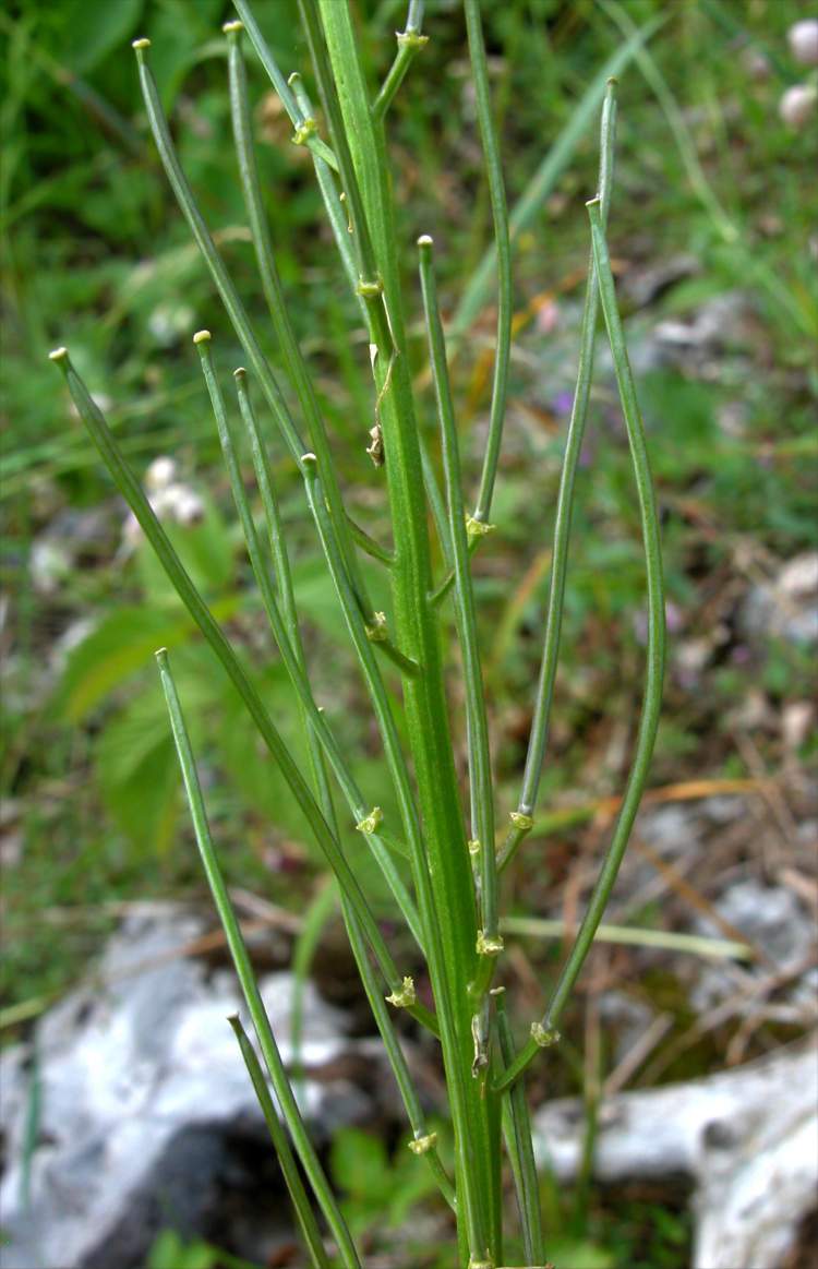 Erysimum sylvestre (Crantz) Scop. subsp. sylvestre