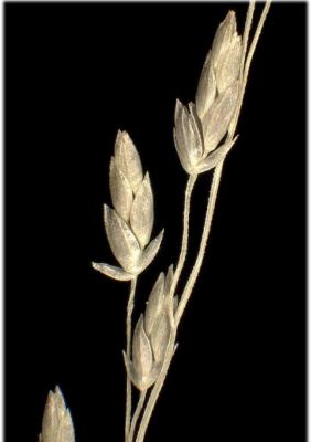 Eragrostis mexicana subsp. virescens (J. Presl) S. D. Koch & Sánchez Vega 