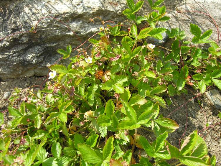 Fragaria vesca L. subsp. vesca