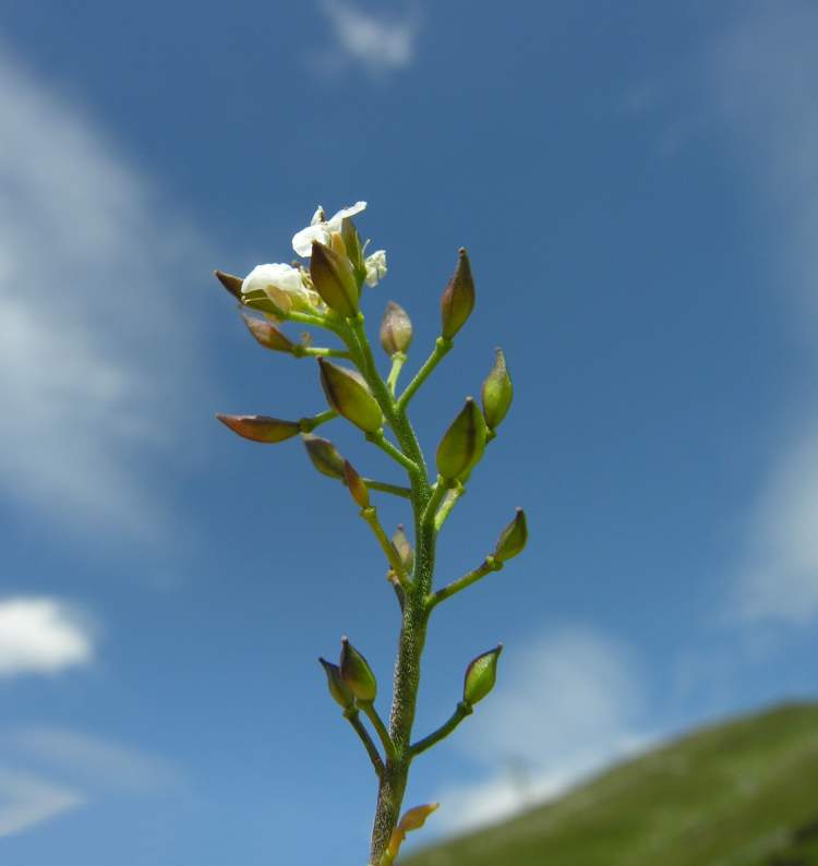 Hornungia alpina (L.) O. Appel subsp. brevicaulis (Spreng.) O. Appel