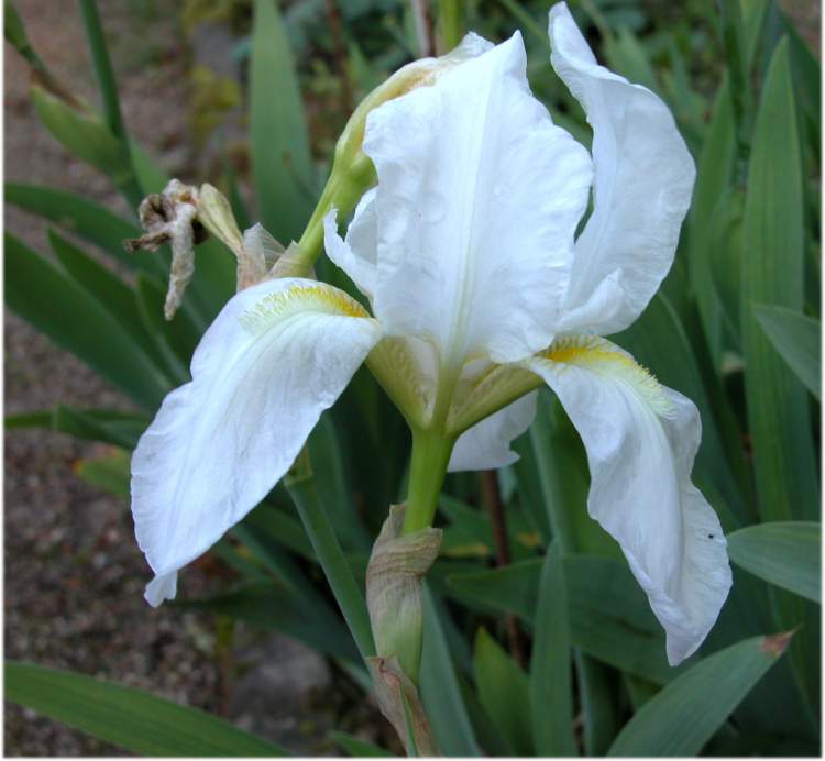 Iris florentina L.