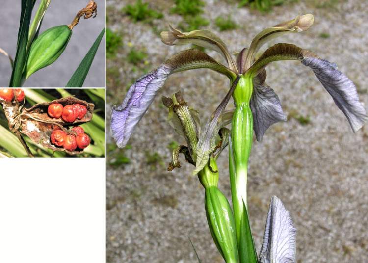 Iris foetidissima L.