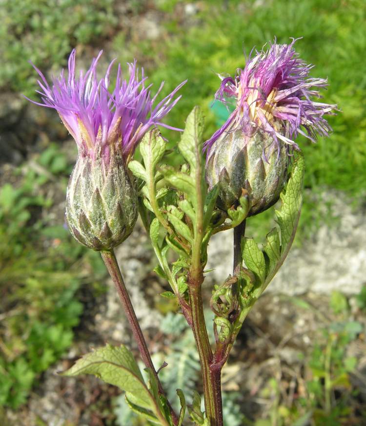 Klasea radiata (Waldst. & Kit.) Ã. & D. Love subsp. radiata