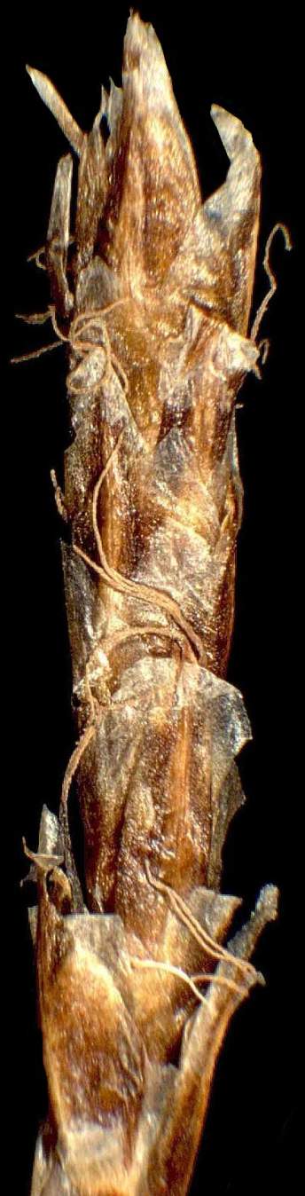 Kobresia myosuroides (Vill.) Fiori