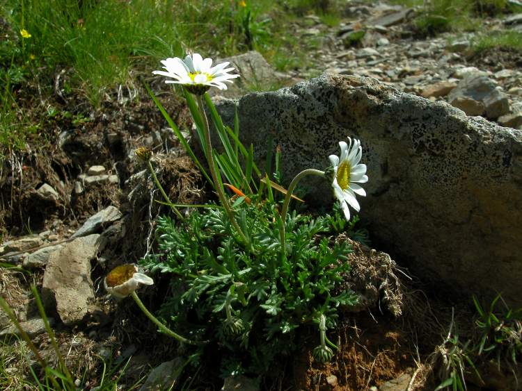 Leucanthemopsis alpina (L.) Heywood