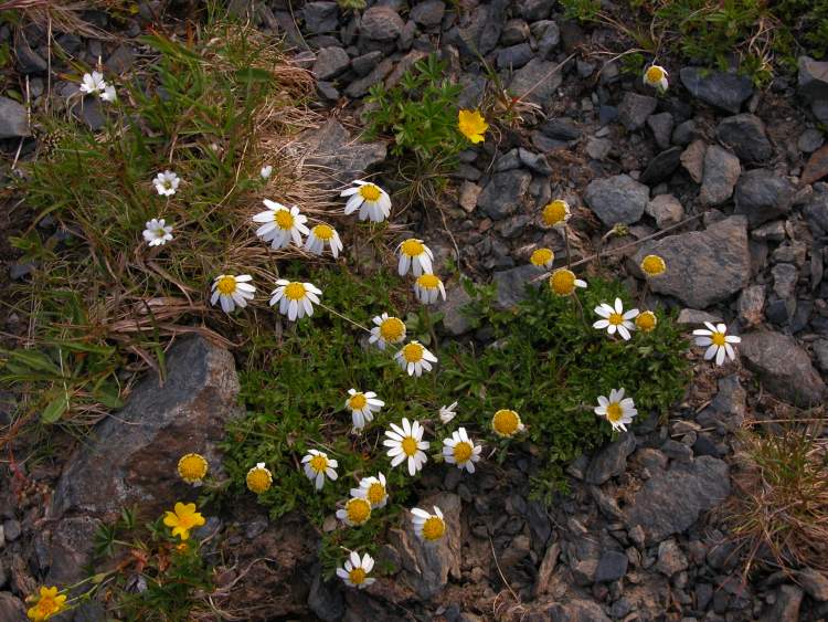Leucanthemopsis alpina subsp. minima (Vill.) Holub