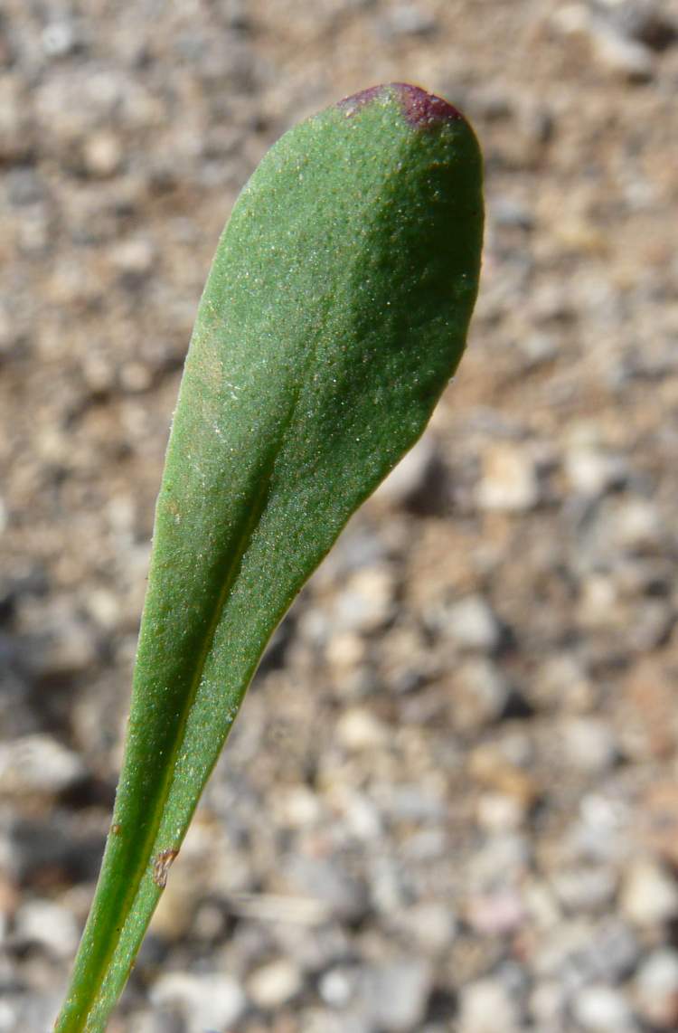 Limonium tenuiculum (Guss.) Pignatti