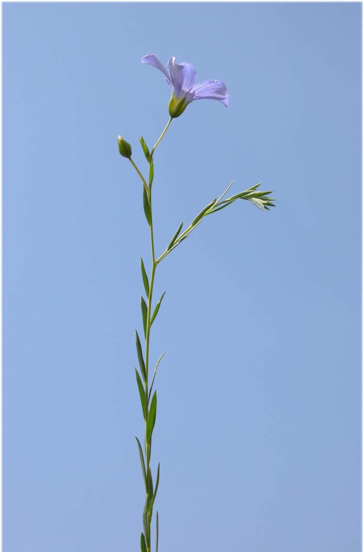 Linum alpinum Jacq. subsp. julicum (Hayek) Gams