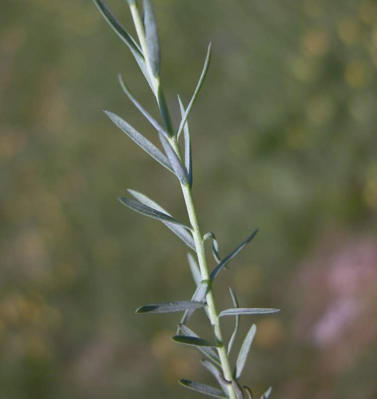 Linum austriacum L. subsp. tommasinii (Rchb.) Greuter & Burdet