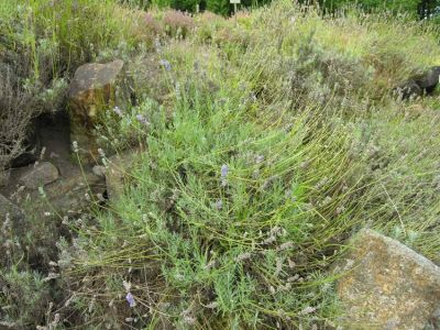 Lavandula angustifolia subsp. pyrenaica - a